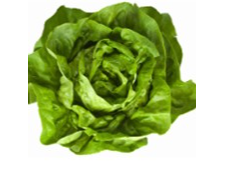 Lechuga Mantecosa