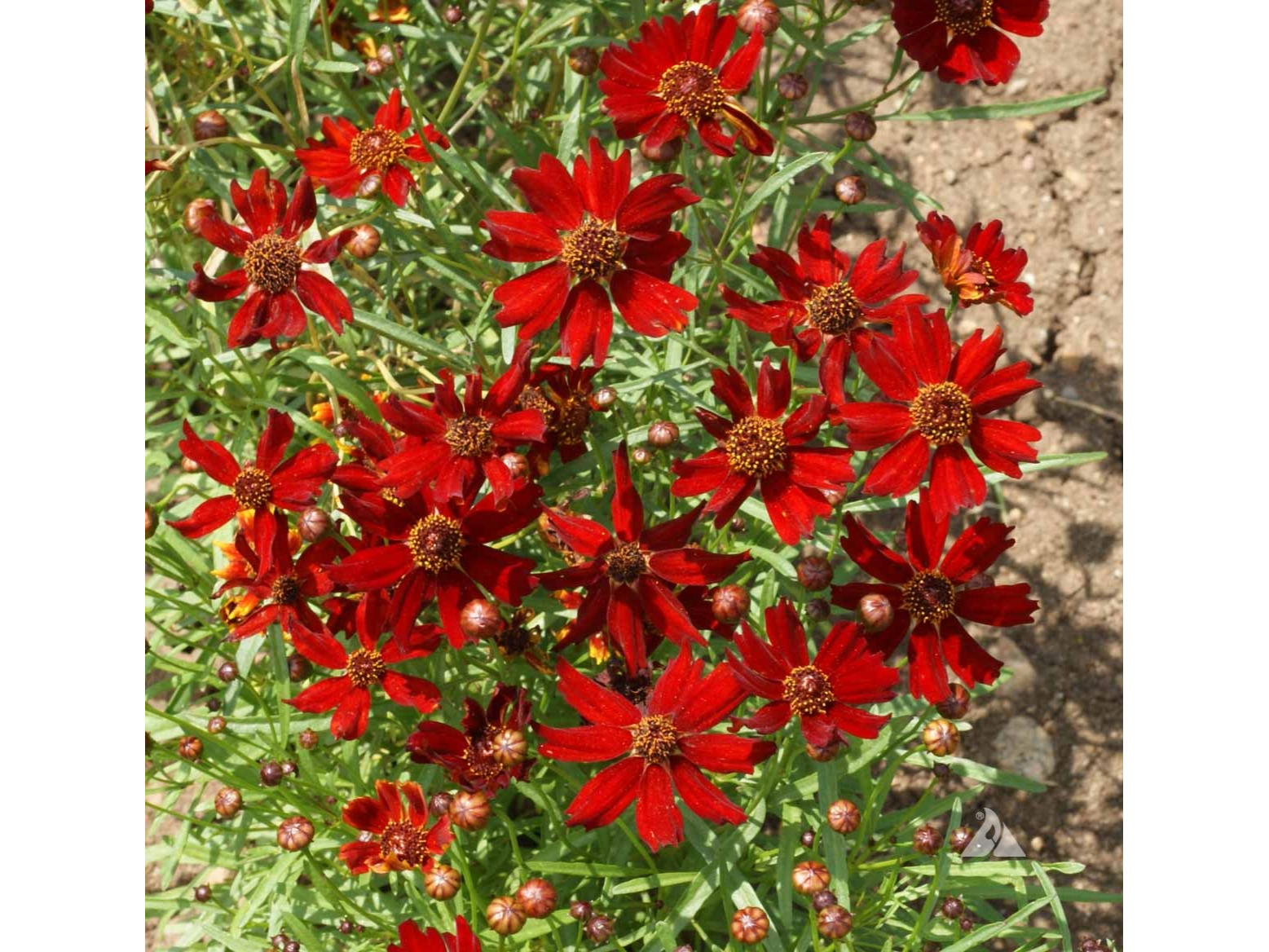 Coreopsis Roja "Amulet"