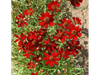 Coreopsis Roja "Amulet"
