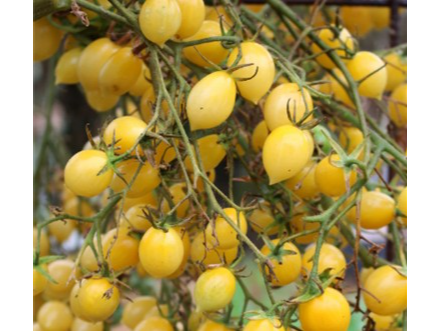 Tomate Cherry Barry´s Crazy