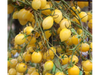 Tomate Cherry Barry´s Crazy