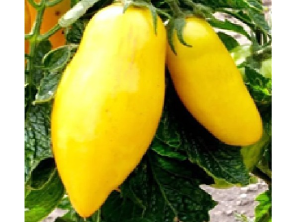Tomate Banana Legs