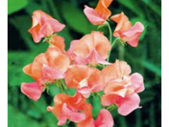 Arvejillas Prince of Orange