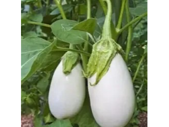 Berenjena Blanca Casper