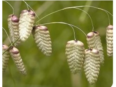 Briza Máxima