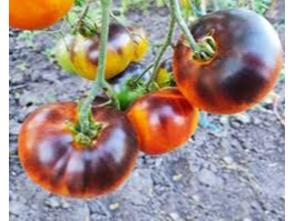 Tomate Blue Jolies