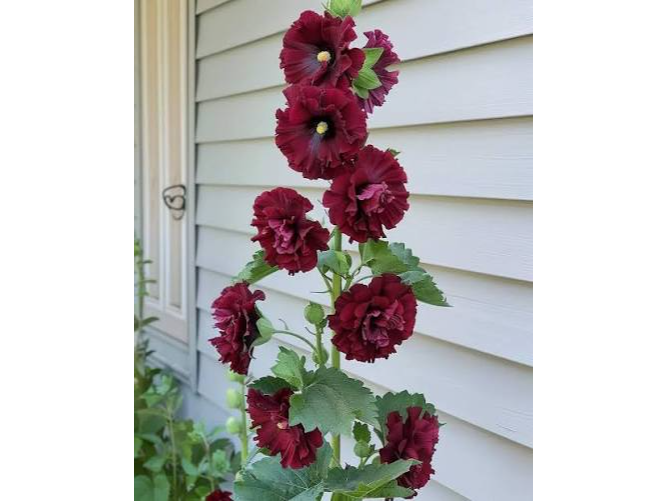 Malva Real Bordeaux