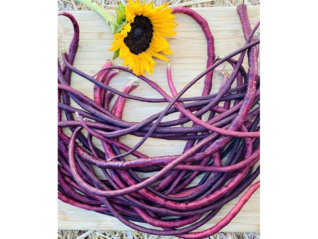 Chaucha de Metro Purple Podded