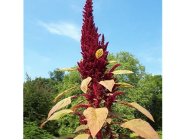 Amaranthus  spp.