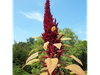Amaranthus spp.