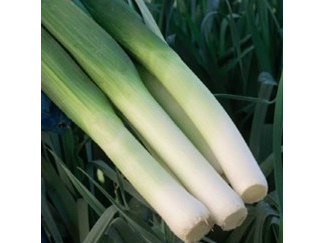 Puerro Gigante