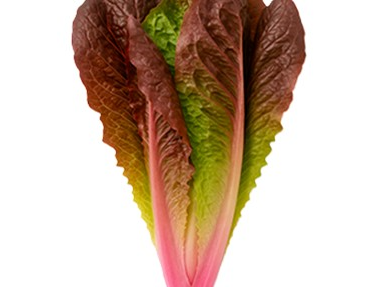 Lechuga Romana Roja