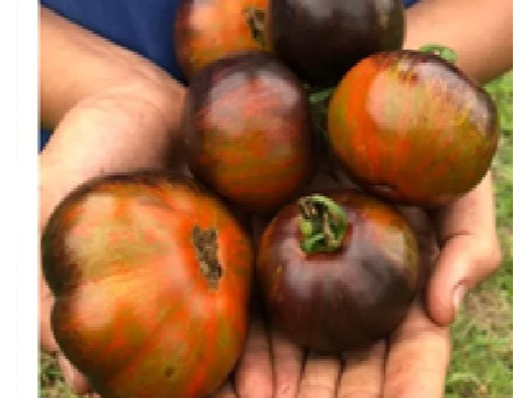 Tomate Blue Zebra