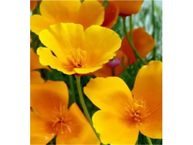 Amapola de California - Escholtzia de Amaltea