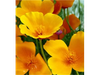 Amapola de California - Escholtzia
