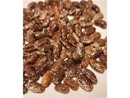 Poroto Pallares Marron Moteado Crema