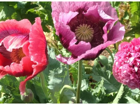 Amapola Grande Mix