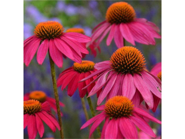 Equinacea Rosa Pow Wow Wild Berry