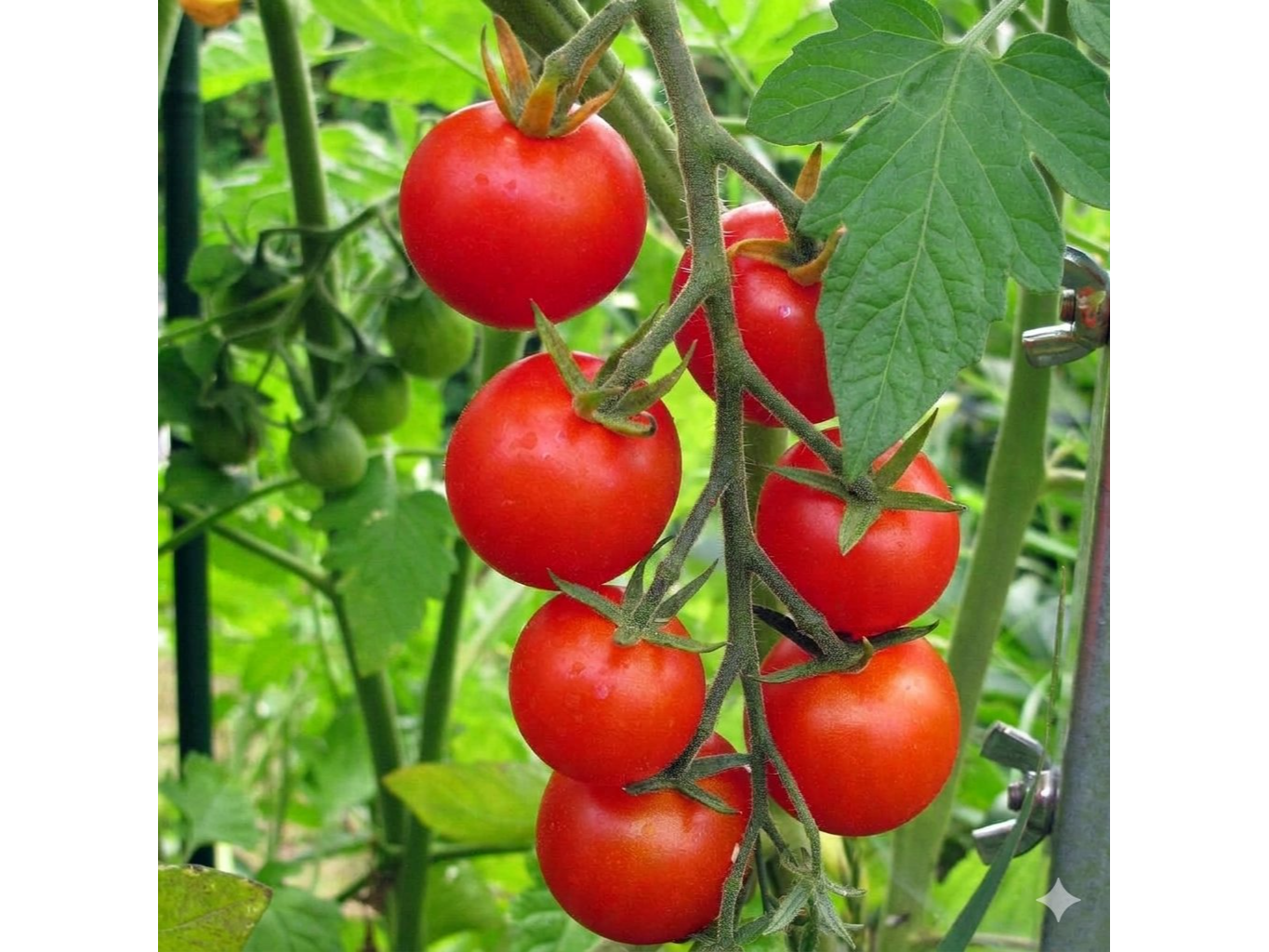 Cherry Gardener´s De Light