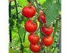 Cherry Gardener´s De Light