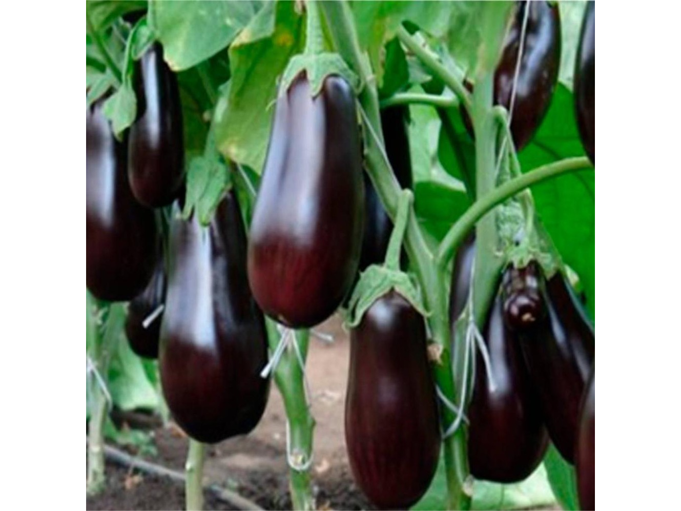 Berenjena Morada "Blak Beauty"