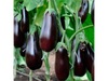 Berenjena Morada "Blak Beauty"
