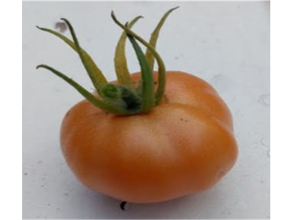 Tomate Cherry Salmón