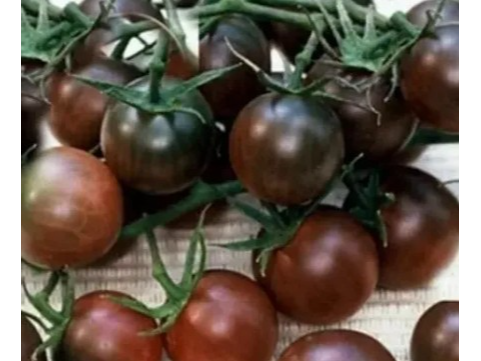 Cherry Kumato Negro