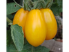 Cherry Amarillo