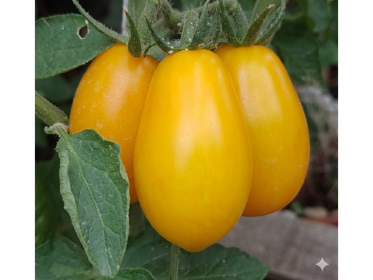 Producto de Amaltea