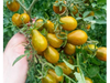 Tomate Cherry Amber Keyes Multiflora