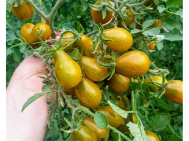 Producto de Amaltea