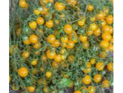 Tomate Cherry Zluta Kityce Multiflora