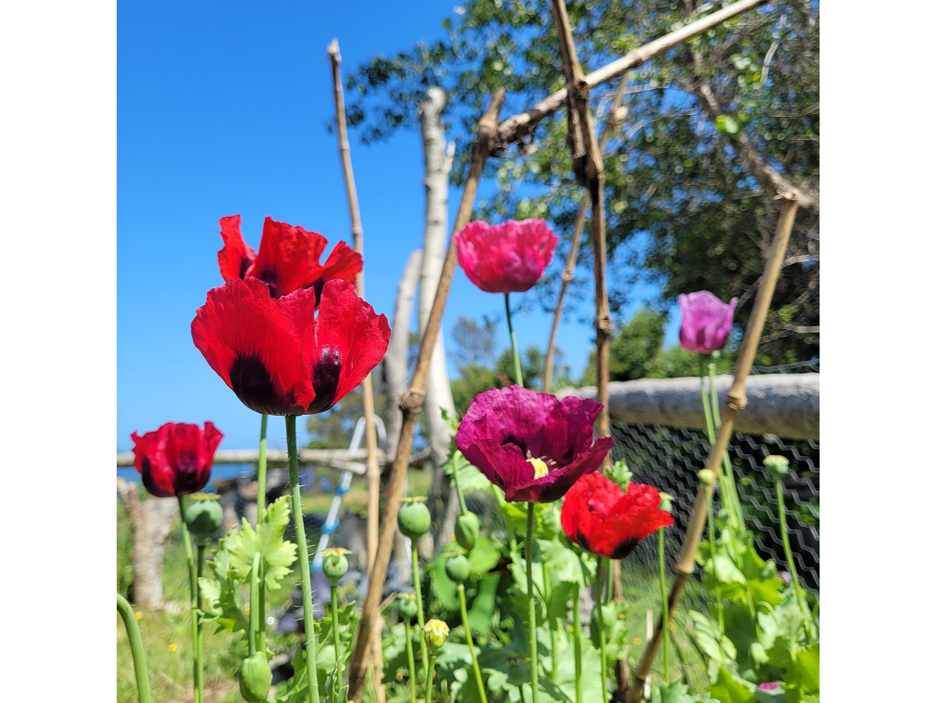 Amapola Violeta y Roja (Mix)