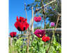 Amapola Violeta y Roja (Mix)