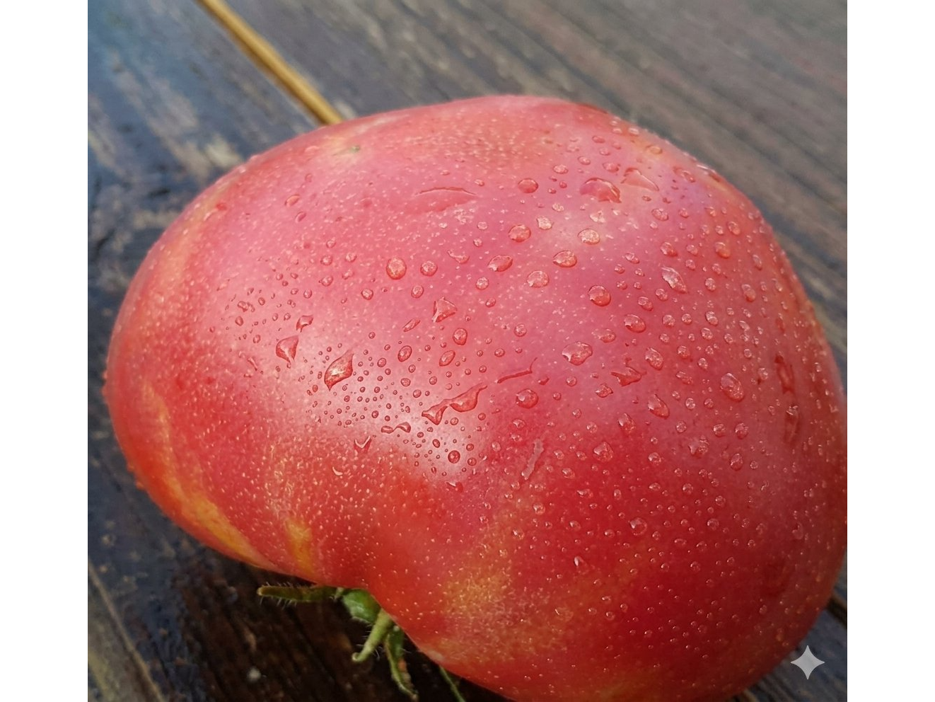 Tomate Amana Pink
