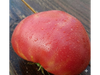 Tomate Amana Pink