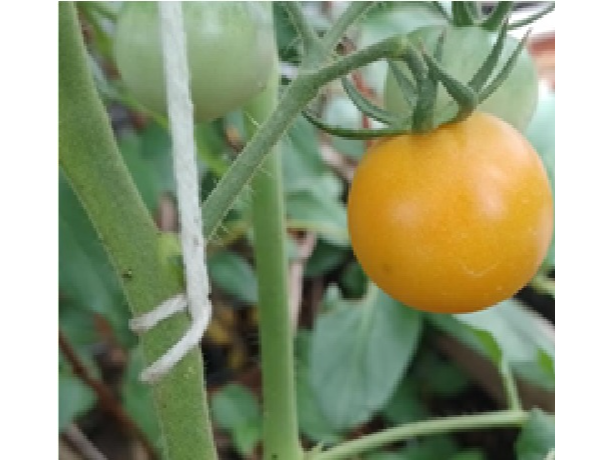Cherry Naranja