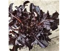 Lechuga Hoja de Roble Morada Lunix