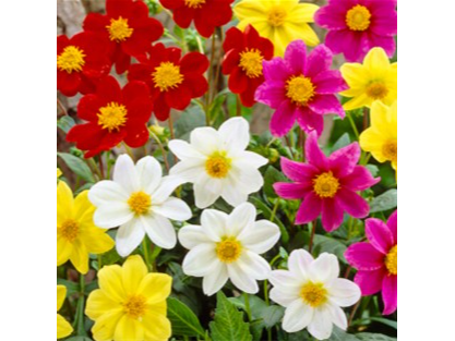 Dahlia simple