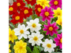 Dahlia simple