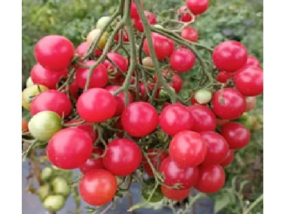 Tomate Cherry Rose Quartz Multiflora