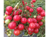 Tomate Cherry Rose Quartz Multiflora