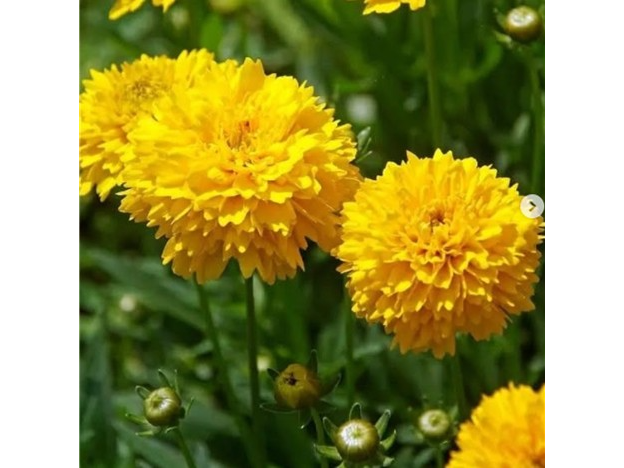 Coriopsis Doble