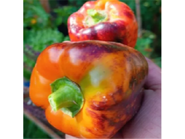 Pimiento Morrón Camaleón de Altai
