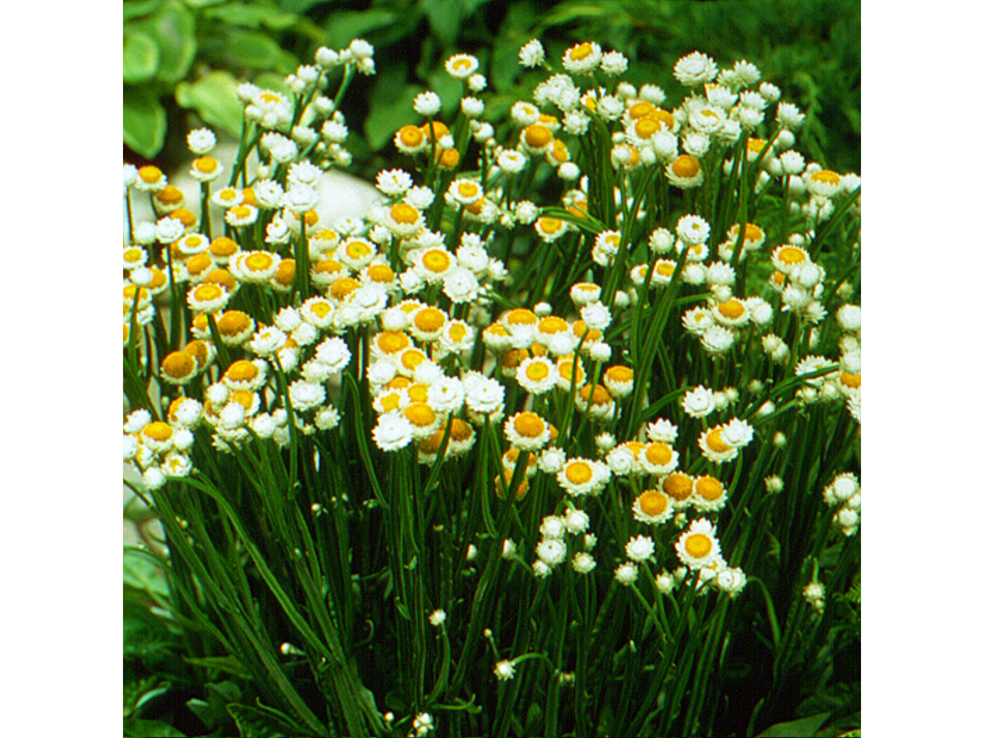 Ammobium Alatum