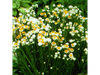 Ammobium Alatum