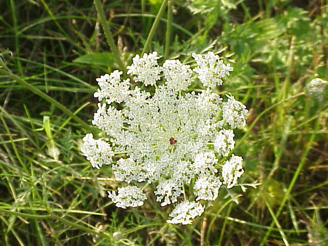 Daucus Carota Blanca - Zanahoria Ornamental