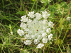 Daucus Carota Blanca - Zanahoria Ornamental