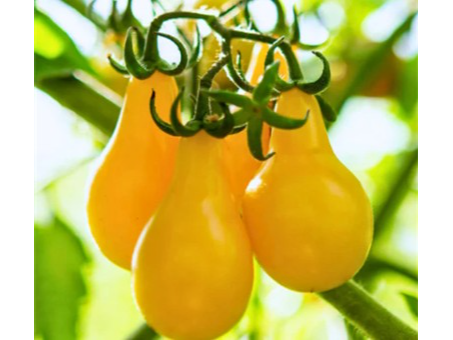Tomate Cherry Yellow Pear